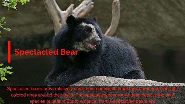 9 Awesome Native Animals You Must See in Peru смотреть онлайн