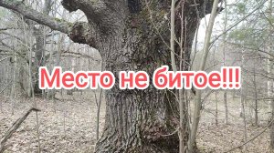 Кругом поверхстной металл!Итог 600 кг!Сдача накопанного! Цены на приемке!