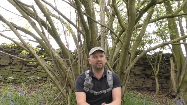 Hazel - Plant Identification, Uses and Folklore смотреть онлайн