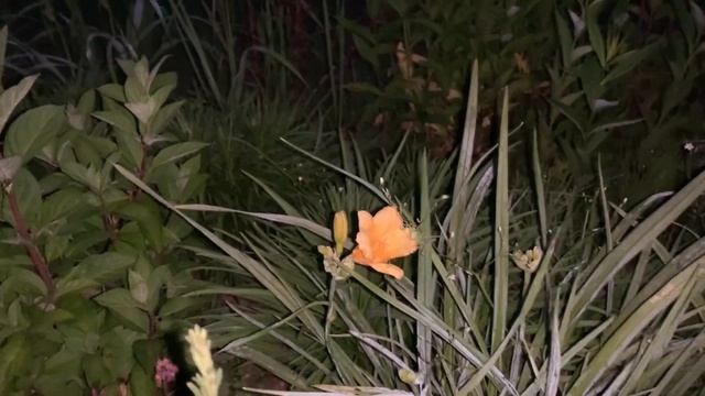 Рот не разевай. Не правильные шмели. Декоративная морковь смотреть онлайн