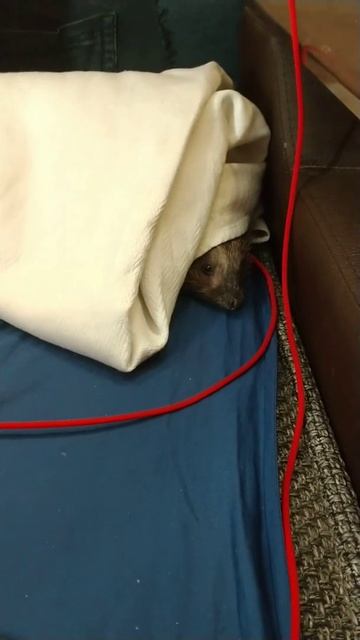 Устроились спать) смотреть онлайн