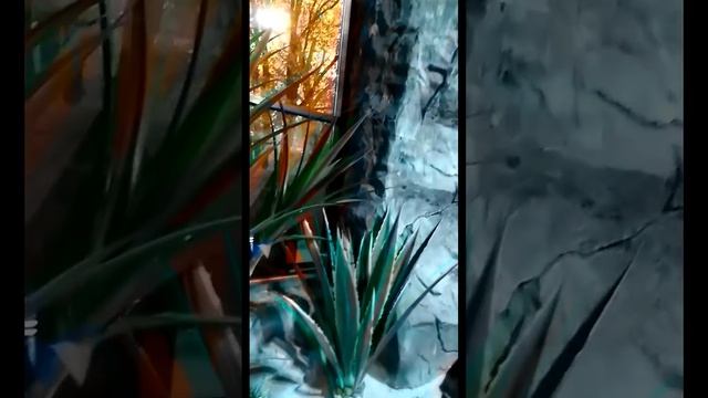 Парк Лога. Экзотеррариум. смотреть онлайн
