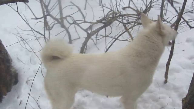 Нашла куницу в пургу. смотреть онлайн