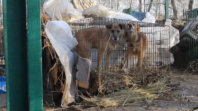 Рэя и Арчи едут в "Дом для животных" смотреть онлайн