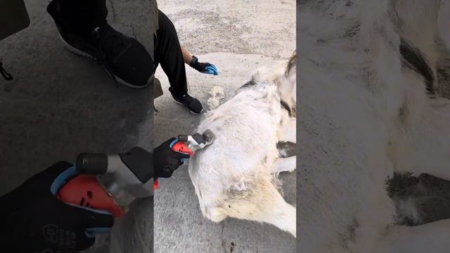 Куй юнгини оладиган аппарат машинка для стрижки овец qo’y mashinka quy junini olish +99891-135-11-1 смотреть онлайн