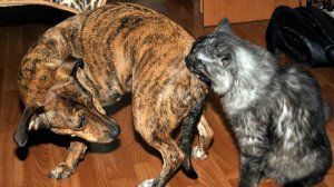 СМЕШНОЕ ВИДЕО С ЖИВОТНЫМИ. Подборка приколов с животными. Самые смешные видео.