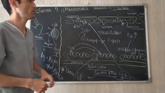 9 МЫШЕЧНАЯ ТКАНЬ смотреть онлайн