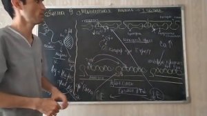 9 МЫШЕЧНАЯ ТКАНЬ