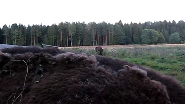 Bisons in Toksovo смотреть онлайн