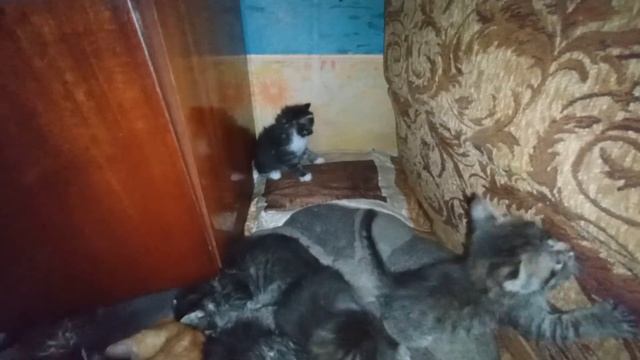 Моя Жизнь. Мои Кошки.... Еноты и Лес.. здесь Моя Душа.. смотреть онлайн