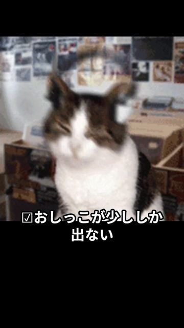 ネコ膀胱炎 смотреть онлайн