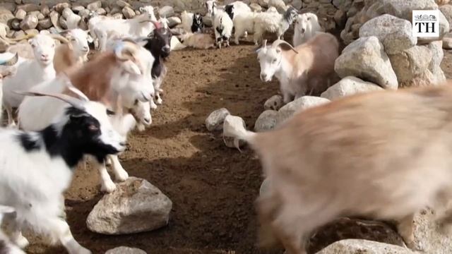 Ladakh's Changpa nomads under threat due to India-China standoff смотреть онлайн
