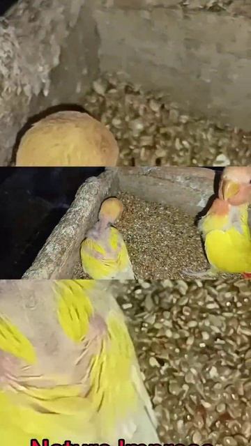 New Lutino Opaline смотреть онлайн