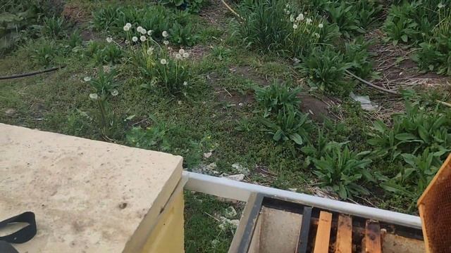 26.04.24 Кочевка на акацию. Подготовка к кочевке. смотреть онлайн