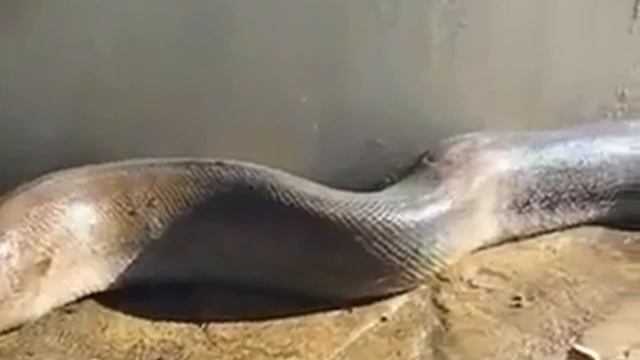 World longest snake in bihar india смотреть онлайн