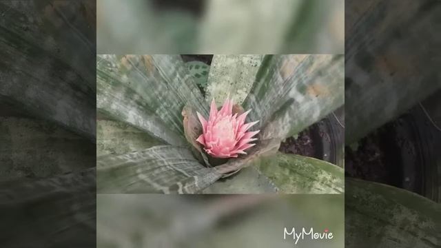 Aechmea Fasciata bromeliad plants смотреть онлайн
