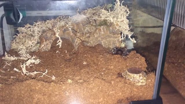 Giant White Knee tarantula (aka Acanthoscurria Geniculata) redecorating his home! смотреть онлайн