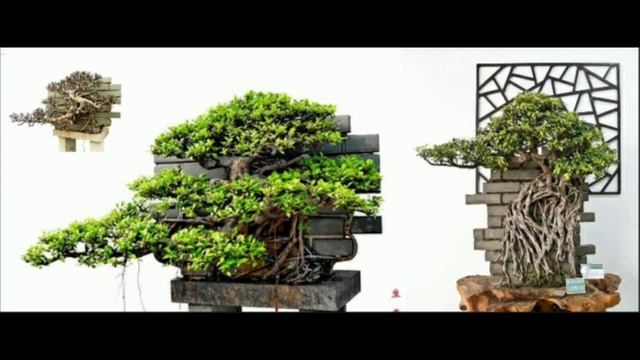 REVIEW GAYA BONSAI ROOT OVER ROCK смотреть онлайн