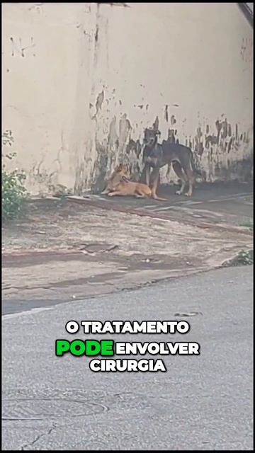 Dicas para cuidar da sarnas dos cães e prevenir doenças смотреть онлайн