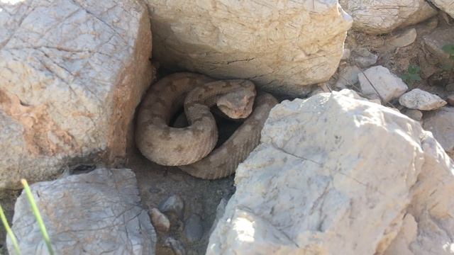 Persian horned viper hissing смотреть онлайн