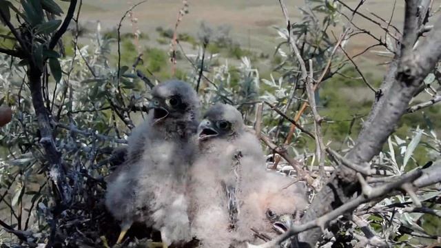 Соколята боевые, три недели где то смотреть онлайн