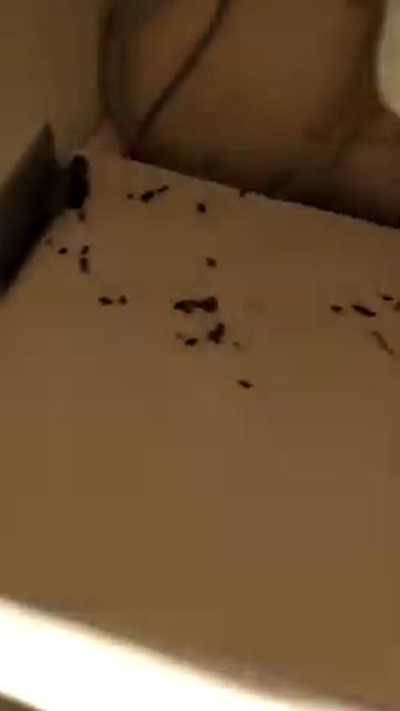 איילה הדברות - לכידת חולדות ✔️מדביר מומלץ ✔️מחיר נמוך✔️כל הארץ смотреть онлайн