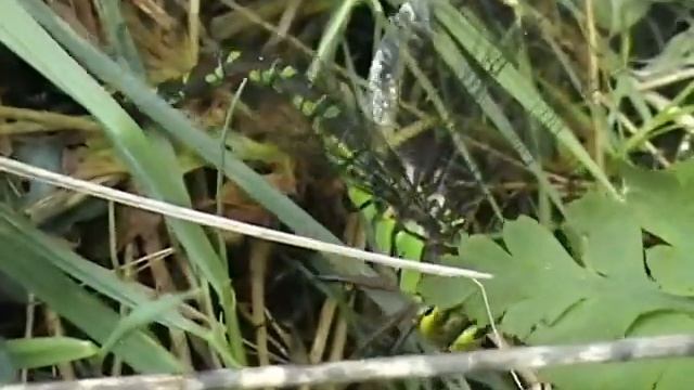 Dragonfly Egglaying смотреть онлайн