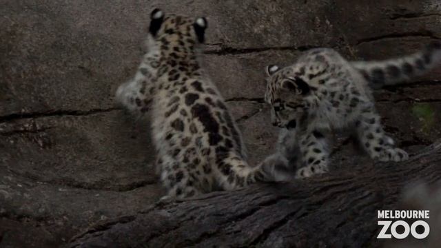 Melbourne Zoo's Snow Leopard cubs are growing! смотреть онлайн