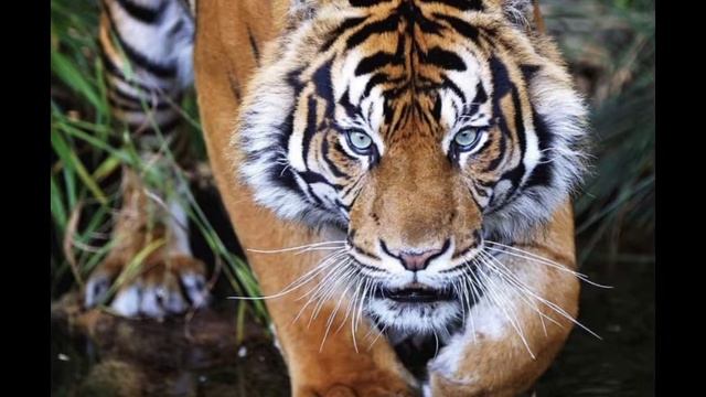 🐅Год водяного тигра. смотреть онлайн