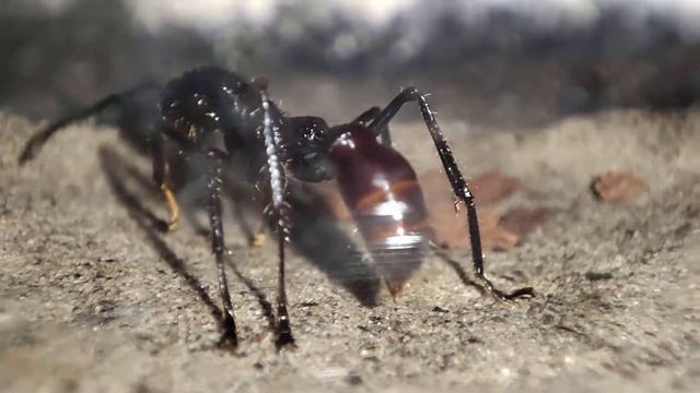 Paraponera Clavata im Nest смотреть онлайн