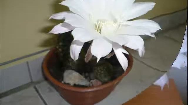 Echinopsis Multiplex.wmv