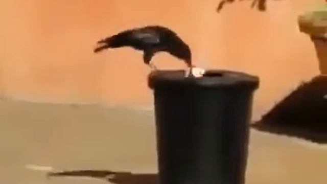 Ворона дворник смотреть онлайн