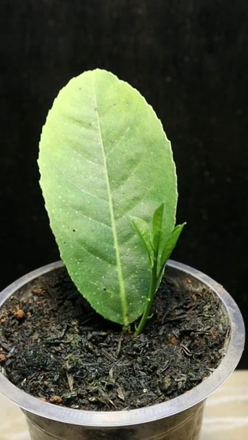 Growing leaf #gardening #fruit #grafting #airlayering #lemontree #plant смотреть онлайн