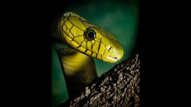 NHM SA Green Mamba Attractant смотреть онлайн