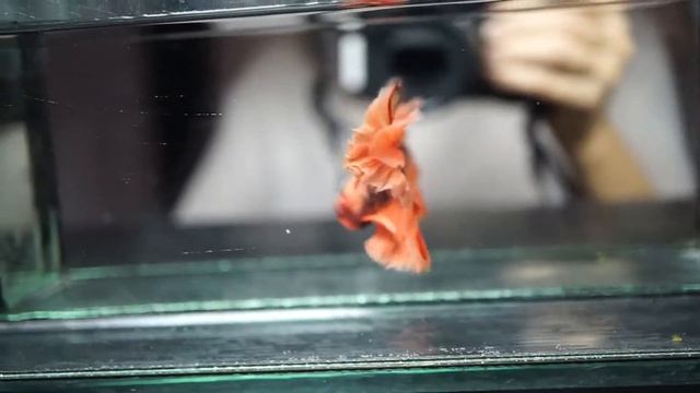 Betta Fish Fancy NEMO TIGER KOI Rosetail Halfmoon Male S213 смотреть онлайн