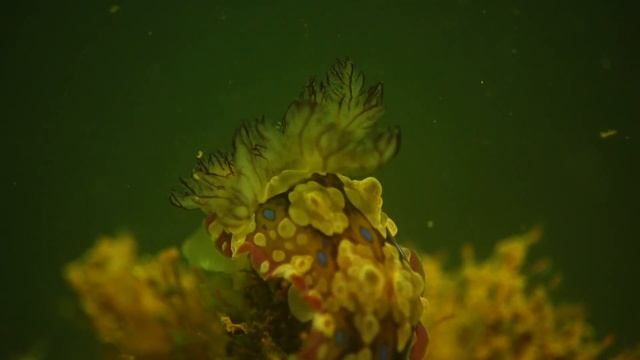 Dendrodoris denisoni смотреть онлайн