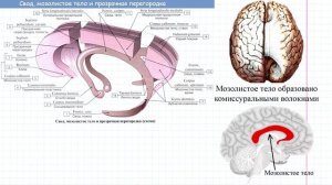 62 Конечный мозг