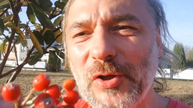 Czy jarzębina jest jadalna? смотреть онлайн