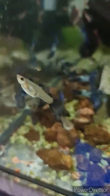 BLUE METAL BODY SNAKE SKIN GUPPY смотреть онлайн