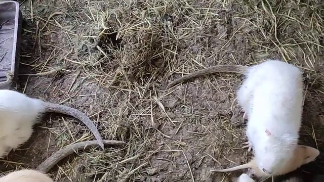 Сортируем нутрий... девочек от мальчиков!!! смотреть онлайн