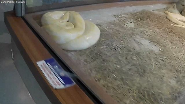 BUDGET ACTION CAMERA TEST VIDEO | AXNEN AX9 @ 5k 30fps | MANILA ZOO | Patterns and Rhythms 🇵🇭 смотреть онлайн