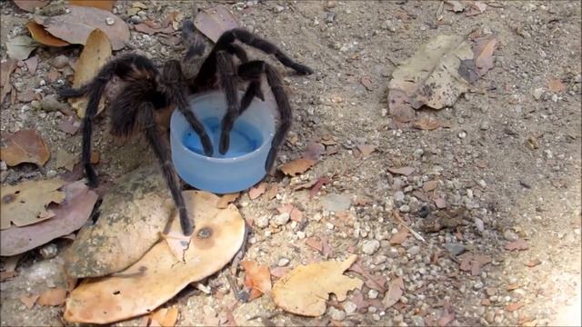 Hydrating tarantula (Euathlus sp) La Campana смотреть онлайн