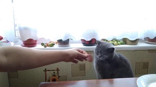 Кот британец ест колбасу. смотреть онлайн