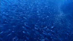 Моалбоал2017   Сардины