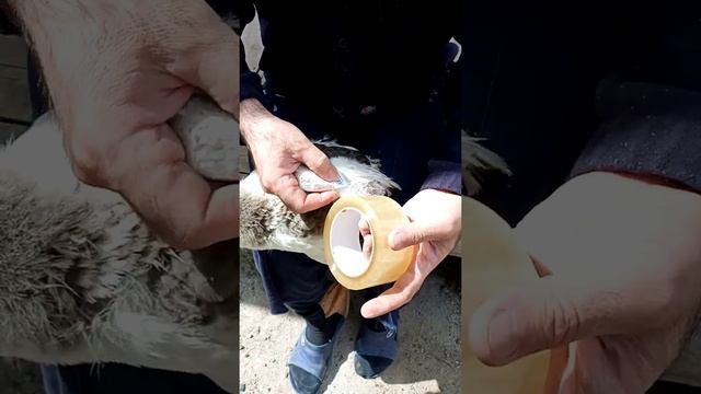 Қанаты вертолёт болған балапанды қалай емдейміз.Как исправить крылья-вертолет у гусят. смотреть онлайн