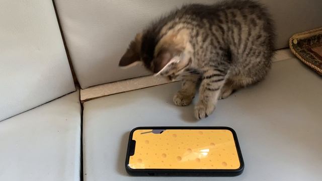 Кошка вышла на охоту смотреть онлайн