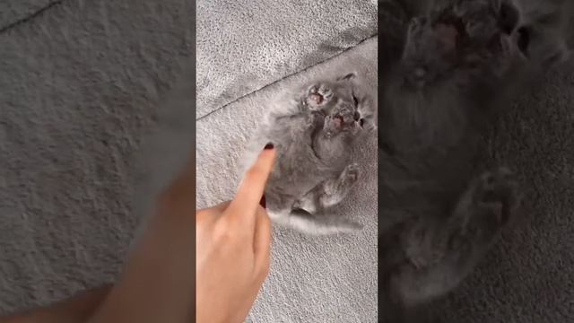 На котика напала шиншилла. смотреть онлайн