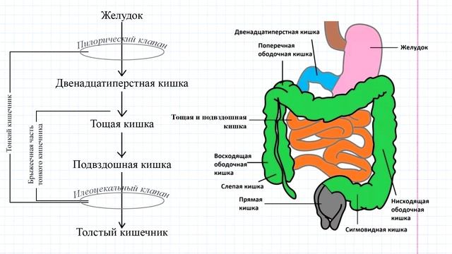 39 Тонкий кишечник в целом смотреть онлайн