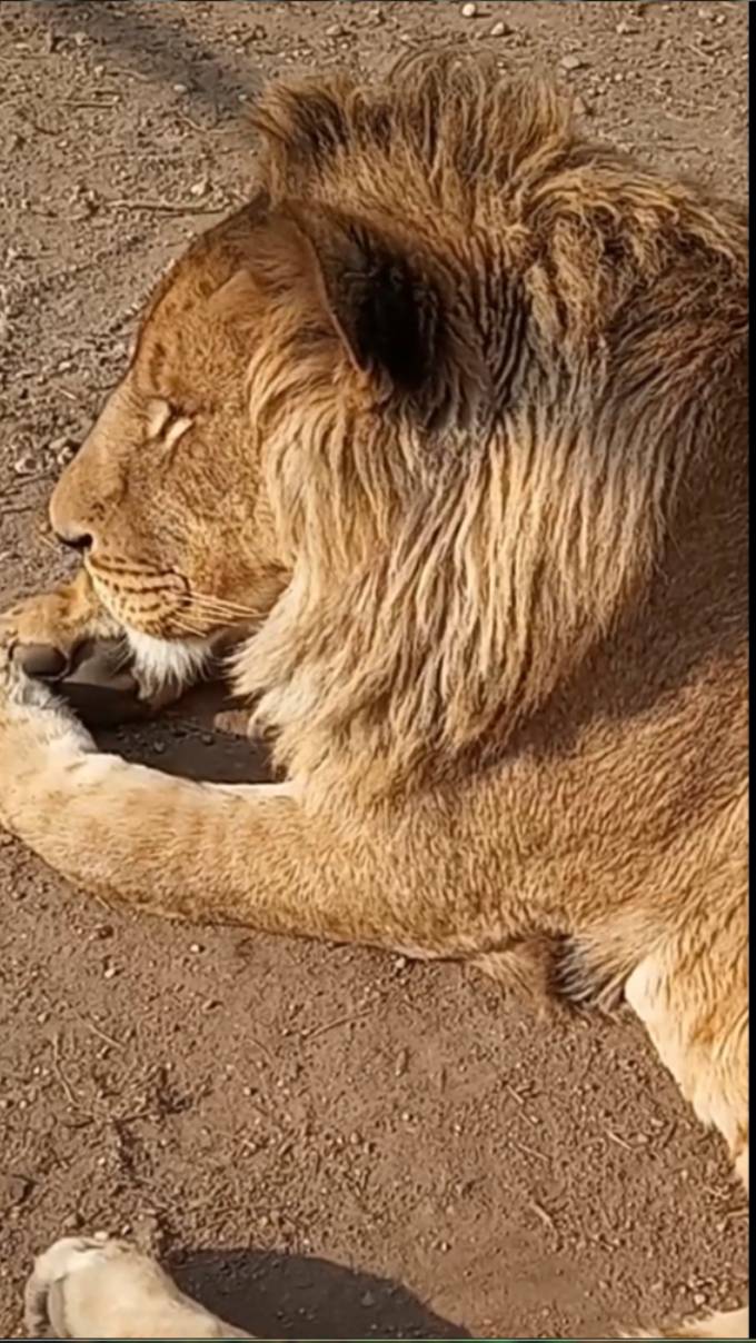 ШЕРХАН выполняет команду "Ложись" и Новости https://www.youtube.com/watch?v=BiceumrXg64 смотреть онлайн