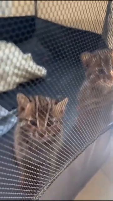 ЛЕОПАРДОВЫЕ КОТЯТА, НА КАРАНТИНЕ В НОВОМ ДОМЕ. ЛАСКУНЧИКИ . смотреть онлайн